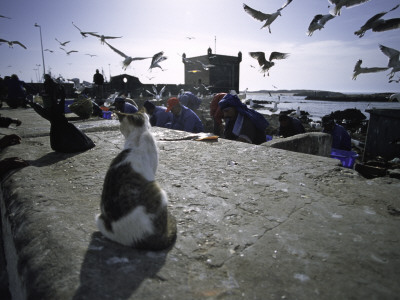 Fish Market, Morocco by Michael Brown Pricing Limited Edition Print image