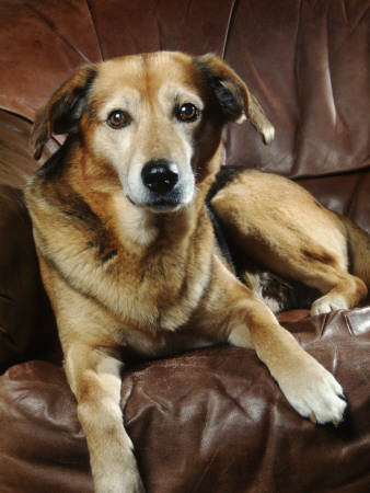 Mixed Breed Dog Sitting On Sofa by Petra Wegner Pricing Limited Edition Print image