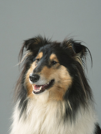 Collie by Petra Wegner Pricing Limited Edition Print image