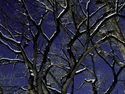 Winter Trees, Boulder by Michael Brown Pricing Limited Edition Print image