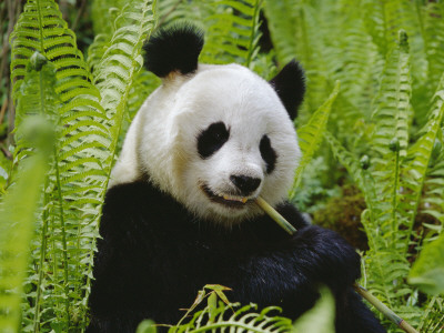 Giant Panda Feeding, Qionglai Mtns, Sichuan, China by Lynn M. Stone Pricing Limited Edition Print image