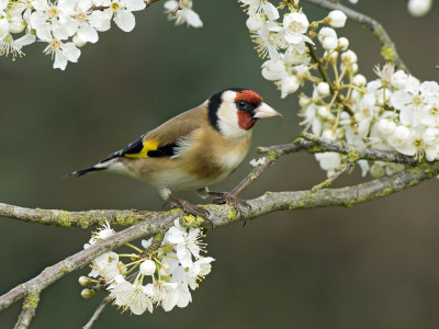 Goldfinch Perched Amongst Blackthorn Blossom, Hertfordshire, England, Uk by Andy Sands Pricing Limited Edition Print image
