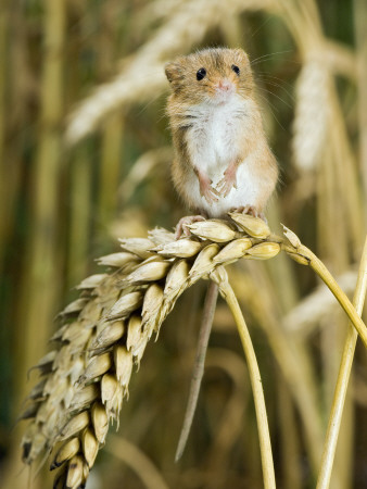 Harvest Mouse Standing Up On Corn, Uk by Andy Sands Pricing Limited Edition Print image