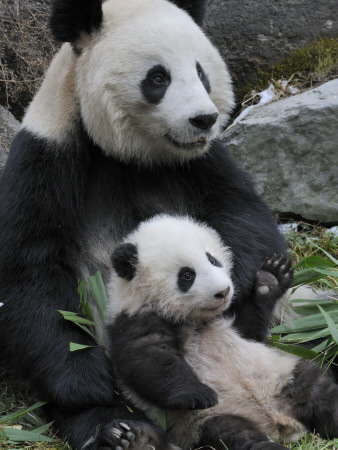 Giant Panda Mother And Baby, Wolong Nature Reserve, China by Eric Baccega Pricing Limited Edition Print image