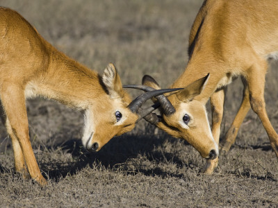 Two Male Puku Fighting, Chobe National Park, Botswana by Tony Heald Pricing Limited Edition Print image