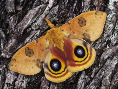Io Moth Male On Mesquite Tree Bark In Defensive Pose, Rio Grande Valley, Texas, Usa, April by Rolf Nussbaumer Pricing Limited Edition Print image