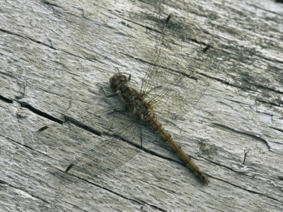 Common Darter Dragonfly Cornwall, Uk by Ross Hoddinott Pricing Limited Edition Print image