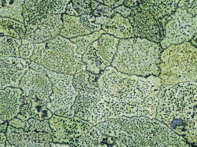 Map Lichen Dartmoor Np, Devon, Uk by Ross Hoddinott Pricing Limited Edition Print image