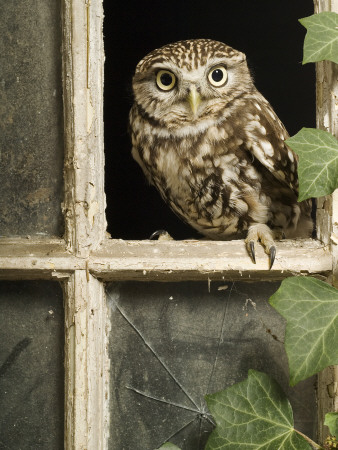 Little Owl In Window Of Derelict Building, Uk, January by Andy Sands Pricing Limited Edition Print image