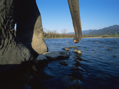Indian Elephant Close Up Of Trunk And Feet At Water Edge, Manas Np, Assam, India by Jean-Pierre Zwaenepoel Pricing Limited Edition Print image