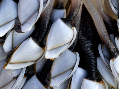 Common Goose Barnacles, Sandymouth Bay, Cornwall, Uk by Ross Hoddinott Pricing Limited Edition Print image