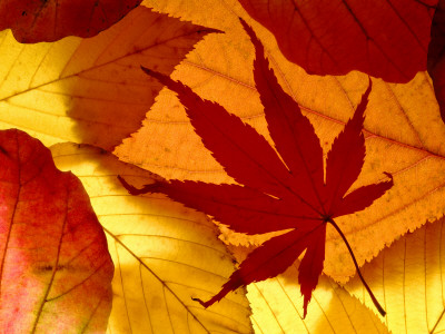 Colourful Autumnal Leaves Backlit, Cornwall, Uk by Ross Hoddinott Pricing Limited Edition Print image