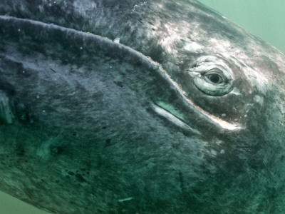 Grey Whale, San Ignacio Lagoon, Baja California, Mexico by Mark Carwardine Pricing Limited Edition Print image