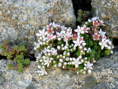 English Stonecrop Lundy Island, Devon, Uk by Ross Hoddinott Pricing Limited Edition Print image