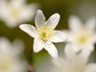 Wood Anemone, Devon, Uk by Ross Hoddinott Pricing Limited Edition Print image