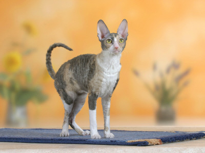 Cornish Rex Cat, Bicolor Blue-Tortie by Petra Wegner Pricing Limited Edition Print image
