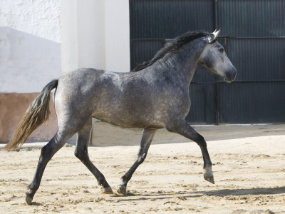 Grey Andalusian Mare Trotting In Arena Yard, Osuna, Spain by Carol Walker Pricing Limited Edition Print image