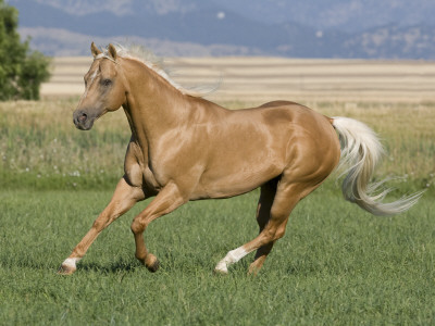 Palomino Stallion Running In Field, Longmont, Colorado, Usa by Carol Walker Pricing Limited Edition Print image