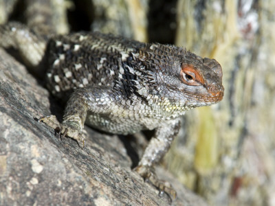 Desert Spiny Lizard Close-Up On Rock. Saguaro National Park, Arizona, Usa by Philippe Clement Pricing Limited Edition Print image