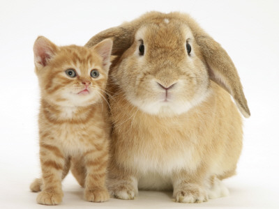 British Shorthair Red Spotted Kitten With Sandy Lop Rabbit by Jane Burton Pricing Limited Edition Print image