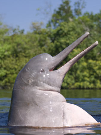 Amazon River Dolphin, Pink River Dolphin Or Boto Rio Negro, Brazil by Mark Carwardine Pricing Limited Edition Print image