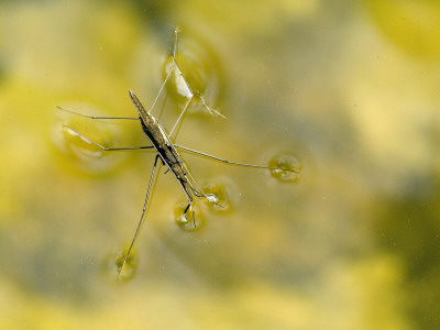 Pond Skater Mating Pair Viewed From Above, Wales, Uk by Andy Sands Pricing Limited Edition Print image