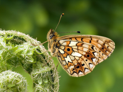 Small Pearl Bordered Fritillary At Rest With Wings Closed, Uk by Andy Sands Pricing Limited Edition Print image