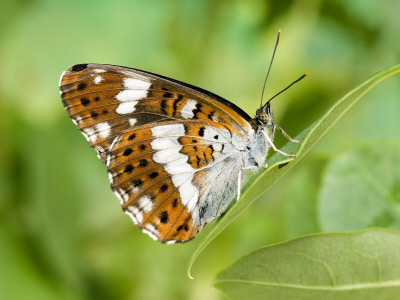 White Admiral Butterfly At Rest On Honeysuckle With Wings Closed, Uk by Andy Sands Pricing Limited Edition Print image