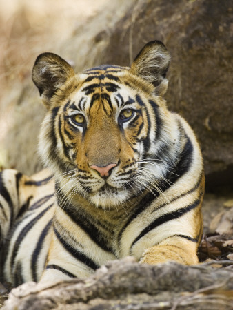 Tiger Portrait Bandhavgarh National Park, India 2007 by Tony Heald Pricing Limited Edition Print image