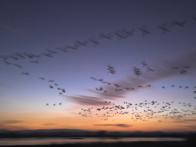 Snow Goose Flock At Dawn, Bosque Del Apache National Wildlife Refuge, New Mexico, Usa by Mark Carwardine Pricing Limited Edition Print image