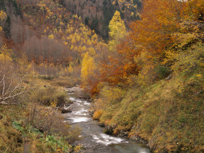 River Flowing Through Autumnal Forest In The Valley Of Varrados, Val D'aran, Catalonia, Pyrenees by Inaki Relanzon Pricing Limited Edition Print image