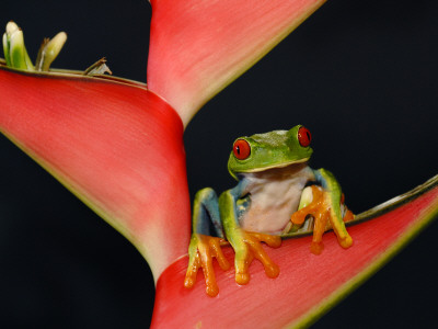 Red Eyed Tree Frog On Heliconia Plant, Costa Rica by Edwin Giesbers Pricing Limited Edition Print image