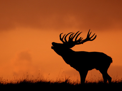 Silhouette Of Red Deer Stag Calling At Sunset, Dyrehaven, Denmark by Edwin Giesbers Pricing Limited Edition Print image