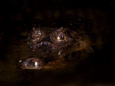 Spectacled Caiman, With Part Of Its Head Above Water, Costa Rica by Edwin Giesbers Pricing Limited Edition Print image