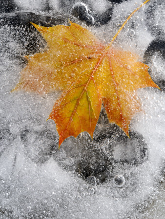 Field Maple Leaf Frozen In Ice, Cornwall, Uk. October by Ross Hoddinott Pricing Limited Edition Print image