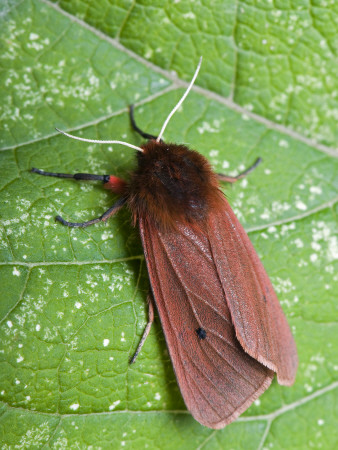 Ruby Tiger Moth Hertforshire, England, Uk by Andy Sands Pricing Limited Edition Print image