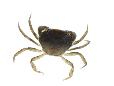 Common Shore Crab by Niall Benvie Pricing Limited Edition Print image