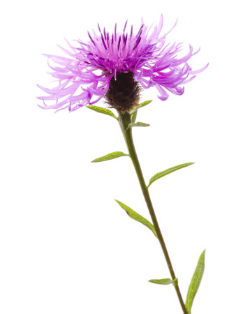 Greater Knapweed Scotland, Uk by Niall Benvie Pricing Limited Edition Print image