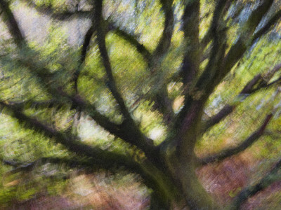 Impression Of English Pedunculate Oak Scotland, Uk, 2007 by Niall Benvie Pricing Limited Edition Print image