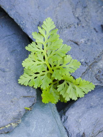 Parsley Fern Growing Amongst Slate, Scotland, Uk by Niall Benvie Pricing Limited Edition Print image