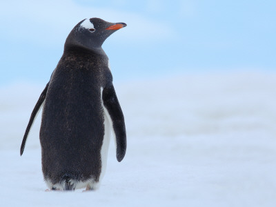 Gentoo Penguin Rear View, Antarctica by Edwin Giesbers Pricing Limited Edition Print image