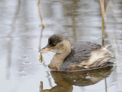 Little Grebe Feeding On Three Spined Stickleback In Brackish Tidal Creek, Norfolk, Uk, December by Gary Smith Pricing Limited Edition Print image