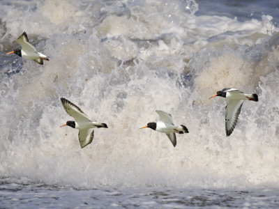 Oystercatchers In Flight Over Breaking Surf, Norfolk, Uk, December by Gary Smith Pricing Limited Edition Print image