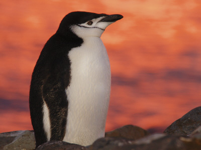 Chinstrap Penguin At Sunset, Antarctica by Edwin Giesbers Pricing Limited Edition Print image