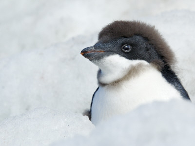 Adelie Penguin Chick Beginning To Moult, Antarctica by Edwin Giesbers Pricing Limited Edition Print image