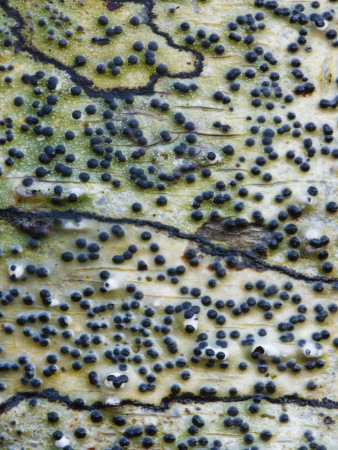 Pyrenula Lichen Growing On Hazel Bark, Argyll, Scotland, Uk, 2007 by Niall Benvie Pricing Limited Edition Print image
