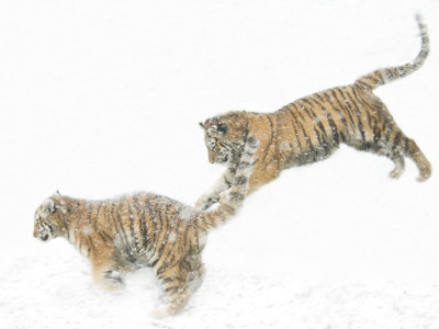 Two Siberian Tigers Leaping In Snow by Edwin Giesbers Pricing Limited Edition Print image