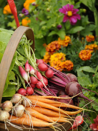 Freshly Harvested, Carrots, Beetroot And Radishes In Rustic Trug In Summer Garden, Norfolk, July by Gary Smith Pricing Limited Edition Print image