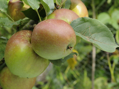 Kings Acre Pippin' Apples On Apple Tree Norfolk, Uk by Gary Smith Pricing Limited Edition Print image