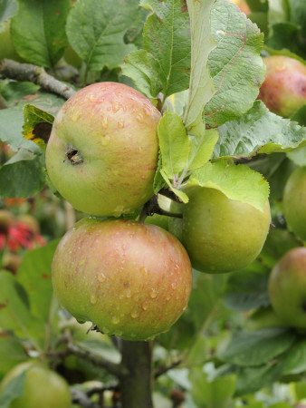 Newton Wonder' Apples On Apple Tree Norfolk, Uk by Gary Smith Pricing Limited Edition Print image